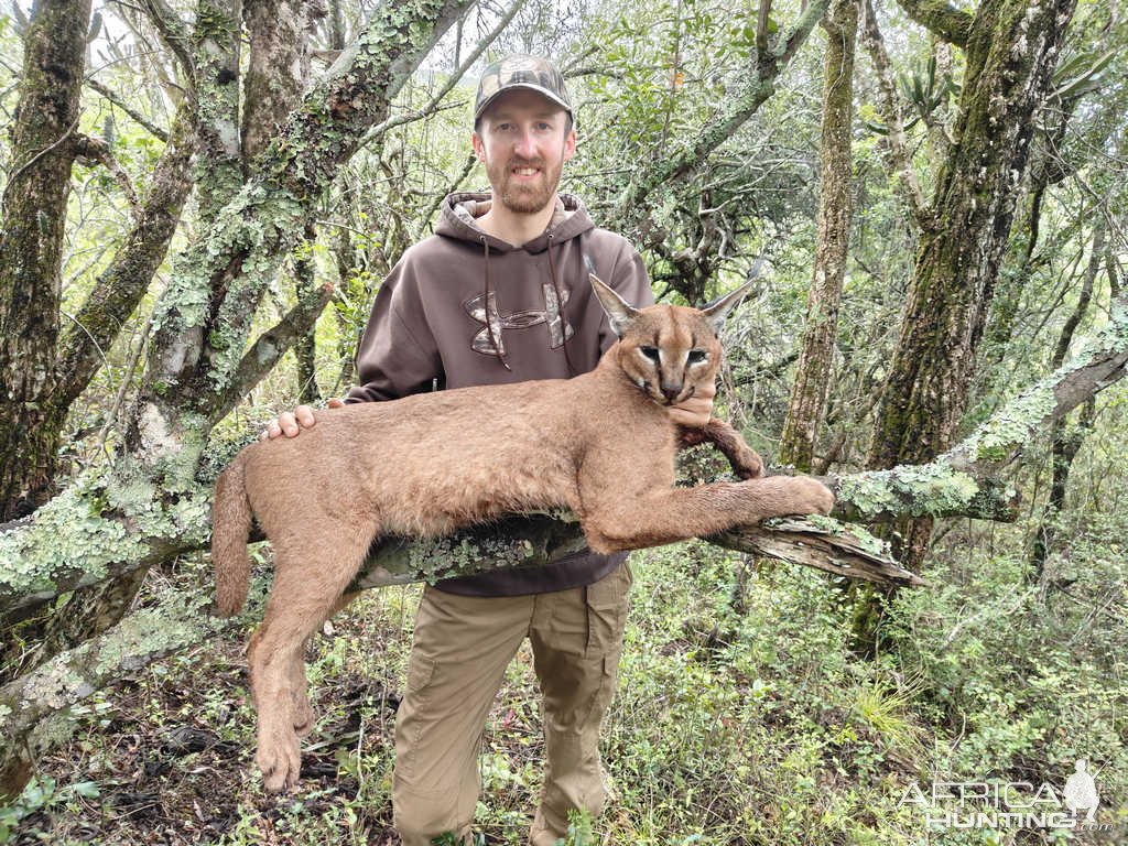 Caracal Hunt Eastern Cape South Africa