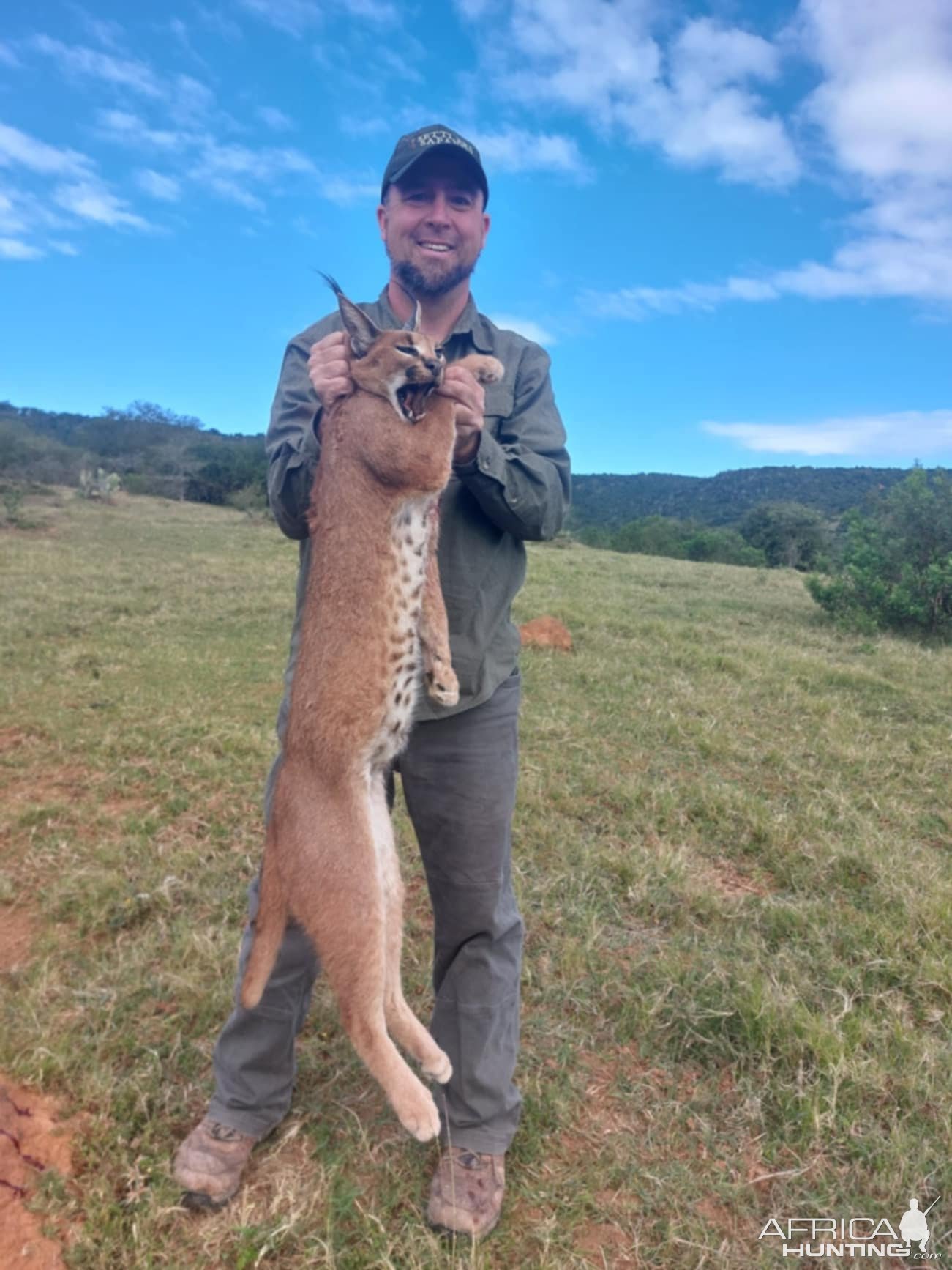 Caracal Hunt Eastern Cape South Africa