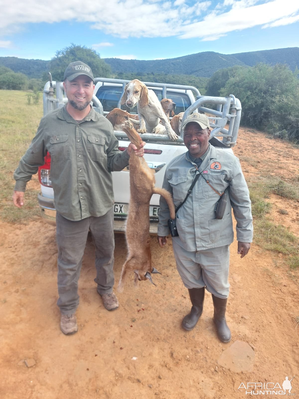 Caracal Hunt Eastern Cape South Africa