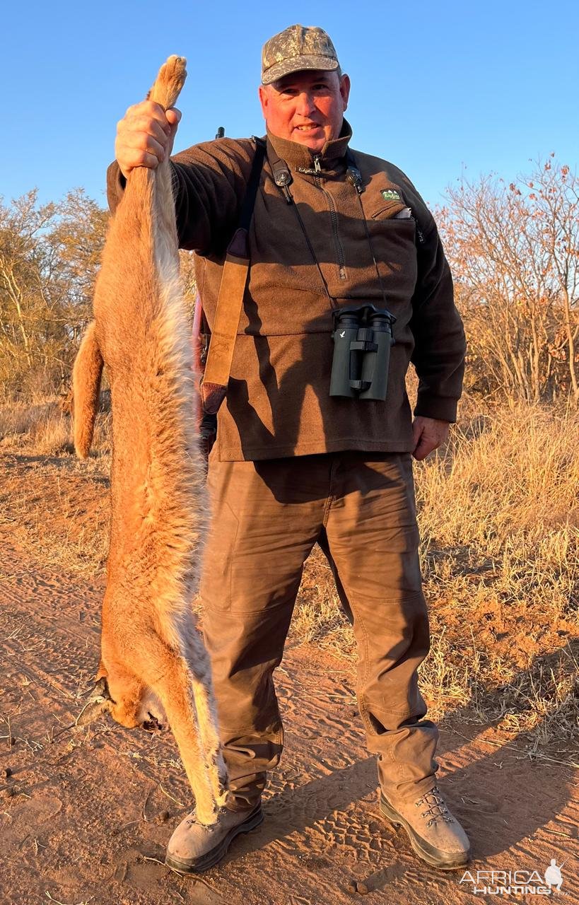 Caracal Hunt Limpopo