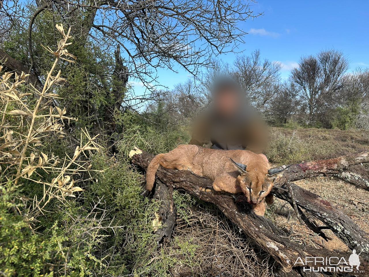 Caracal Hunt South Africa