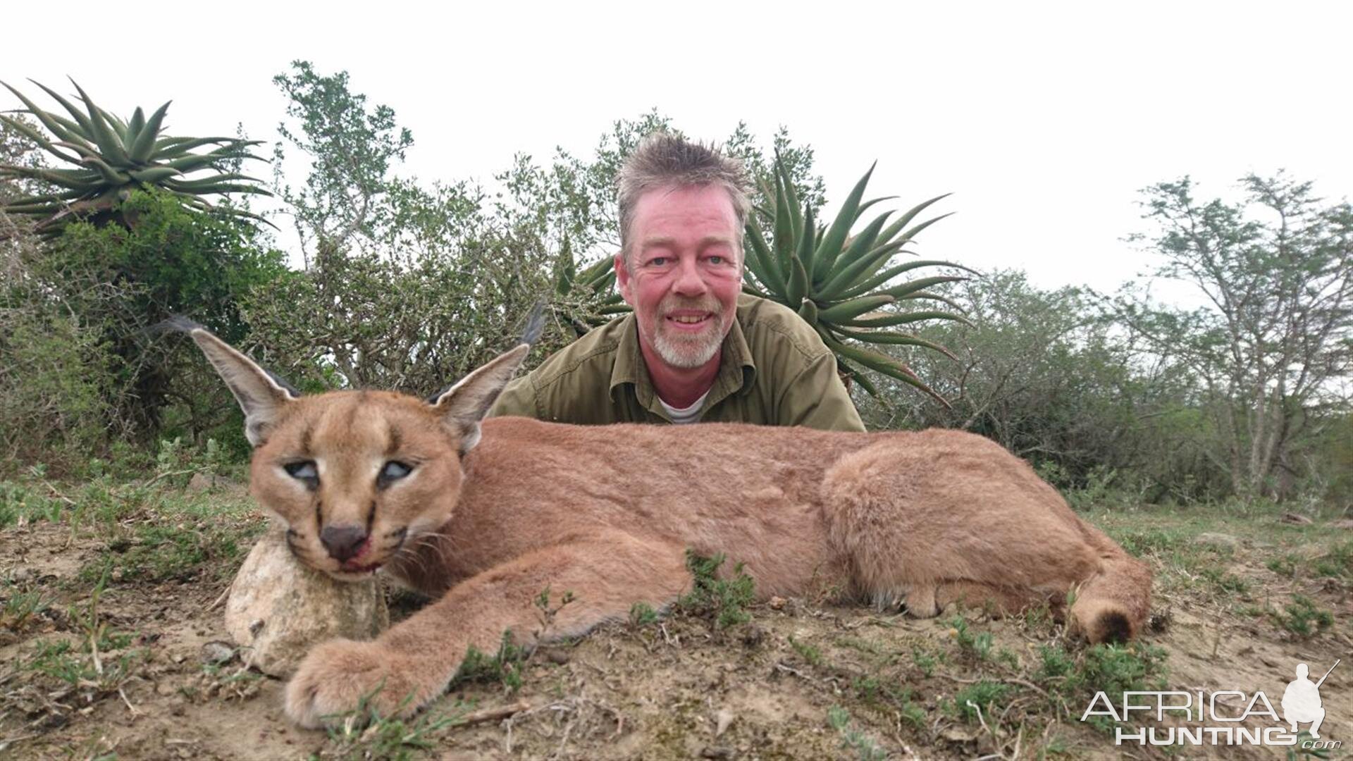 Caracal Hunt South Africa | AfricaHunting.com