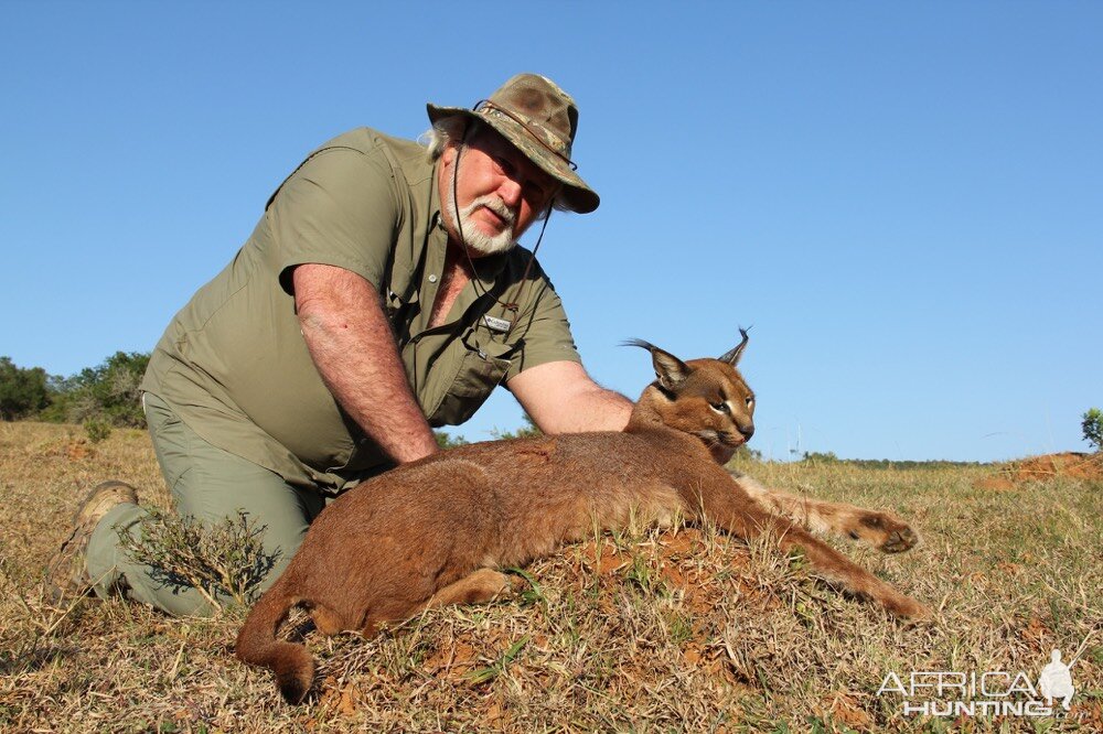 Caracal Hunt South Africa | AfricaHunting.com