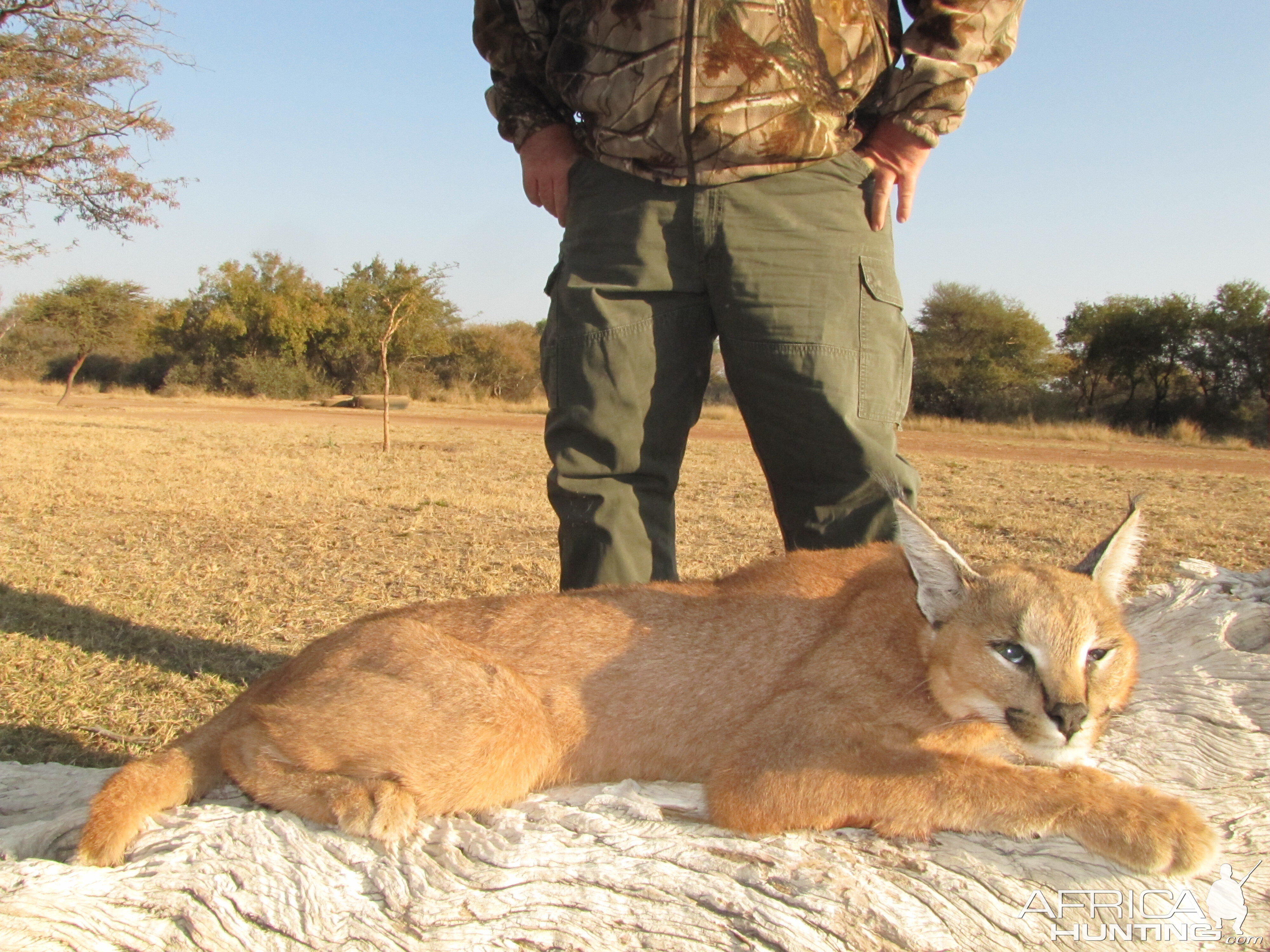 Caracal Hunt South Africa