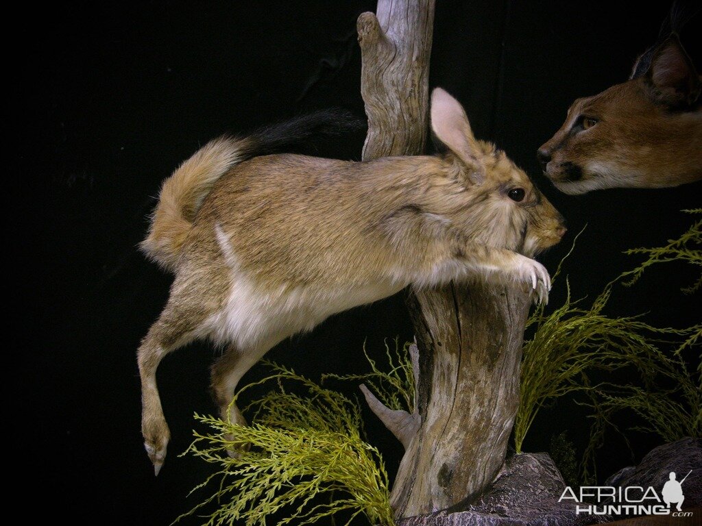 Caracal & Springhare Full Mount Taxidermy