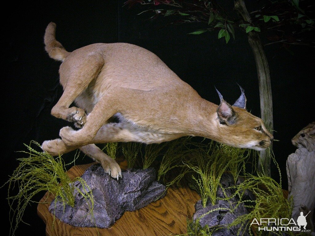 Caracal & Springhare Full Mount Taxidermy