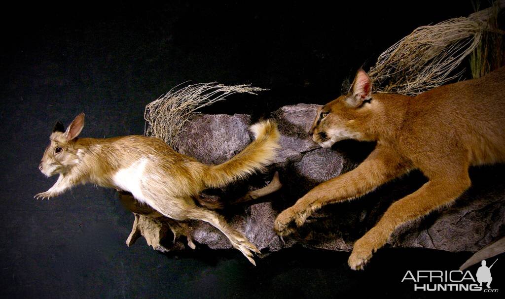 Caracal & Springhare Full Mount Taxidermy