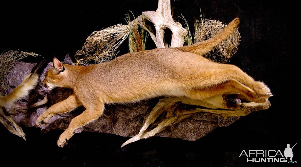 Caracal & Springhare Full Mount Taxidermy