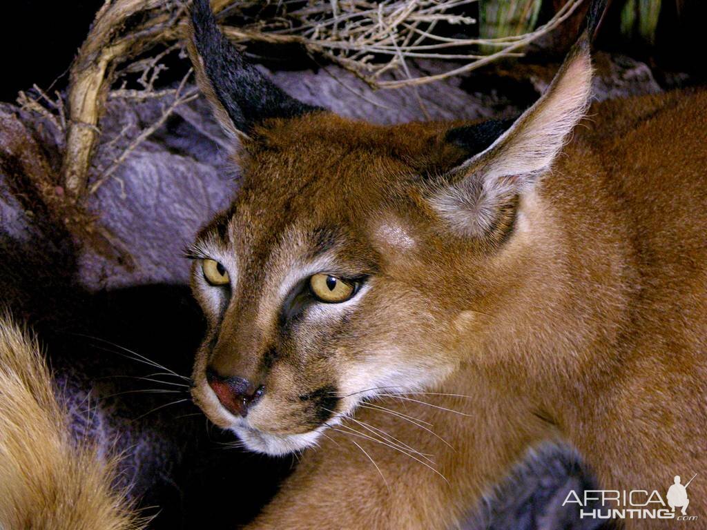 Caracal & Springhare Full Mount Taxidermy