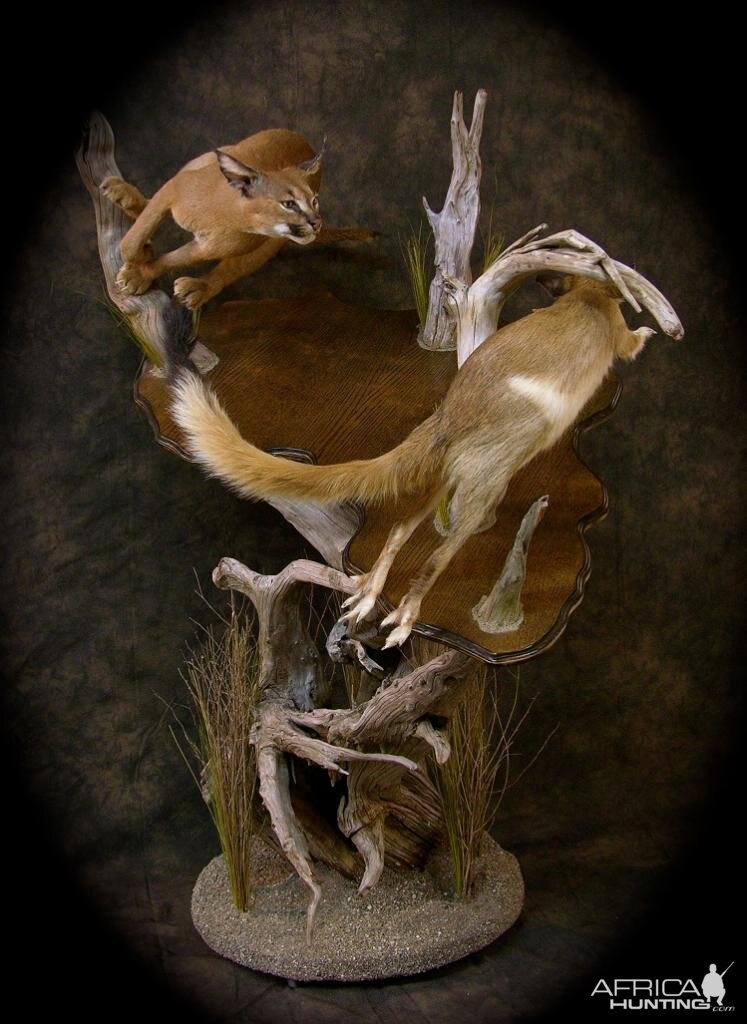 Caracal & Springhare Life-size Pedestal Taxidermy Mount