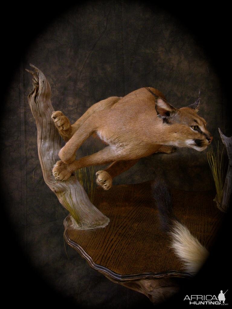 Caracal & Springhare Life-size Pedestal Taxidermy Mount