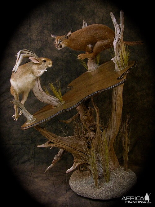 Caracal & Springhare Life-size Pedestal Taxidermy Mount