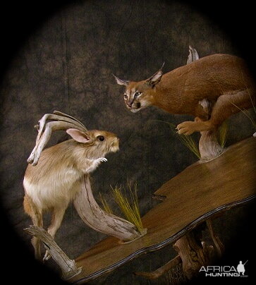 Caracal & Springhare Life-size Pedestal Taxidermy Mount