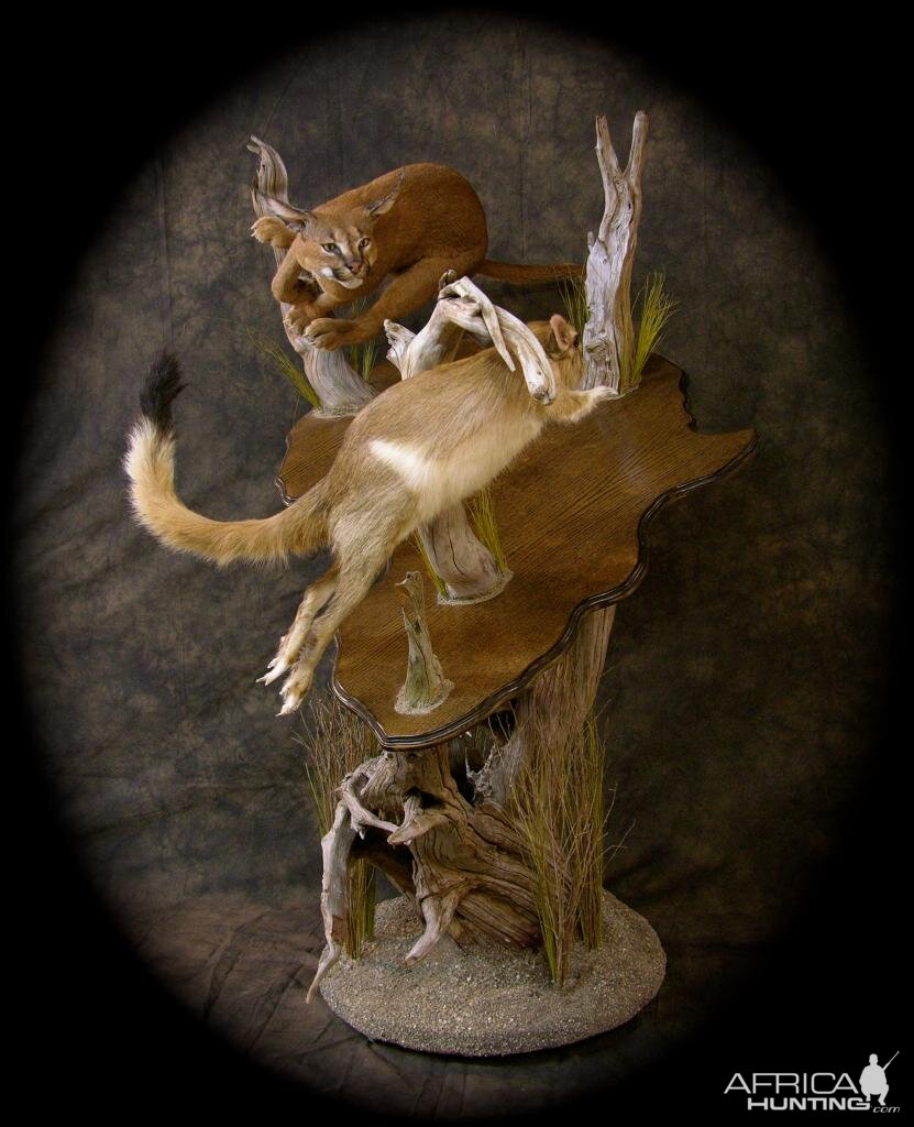 Caracal & Springhare Life-size Pedestal Taxidermy Mount