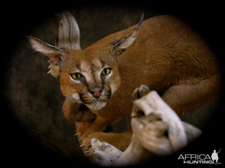 Caracal & Springhare Life-size Pedestal Taxidermy Mount