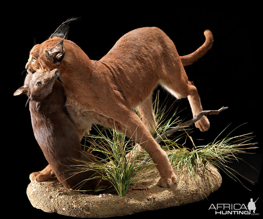 Caracal with Blue Duiker kill Full Mount Taxidermy