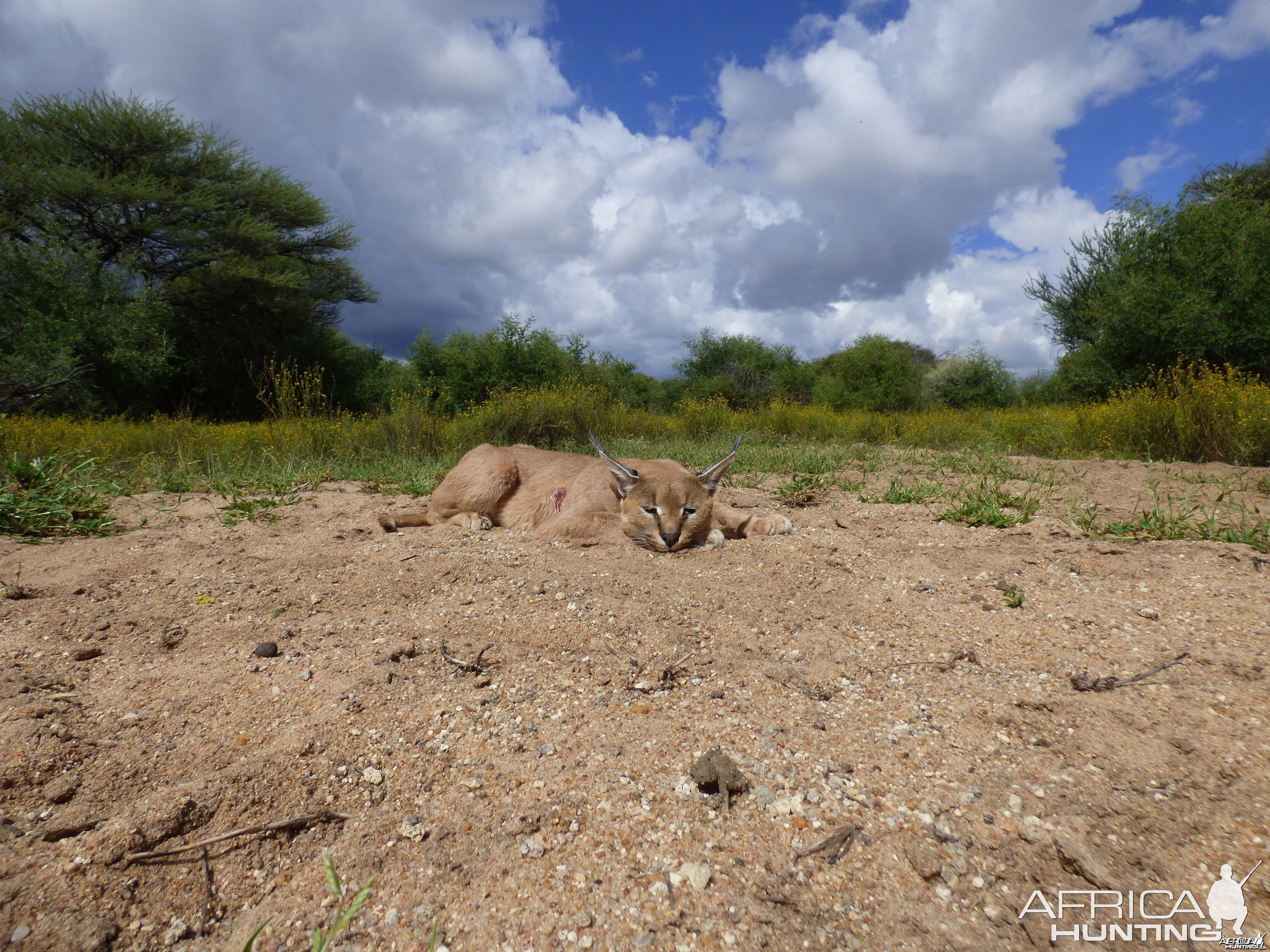 Caracal