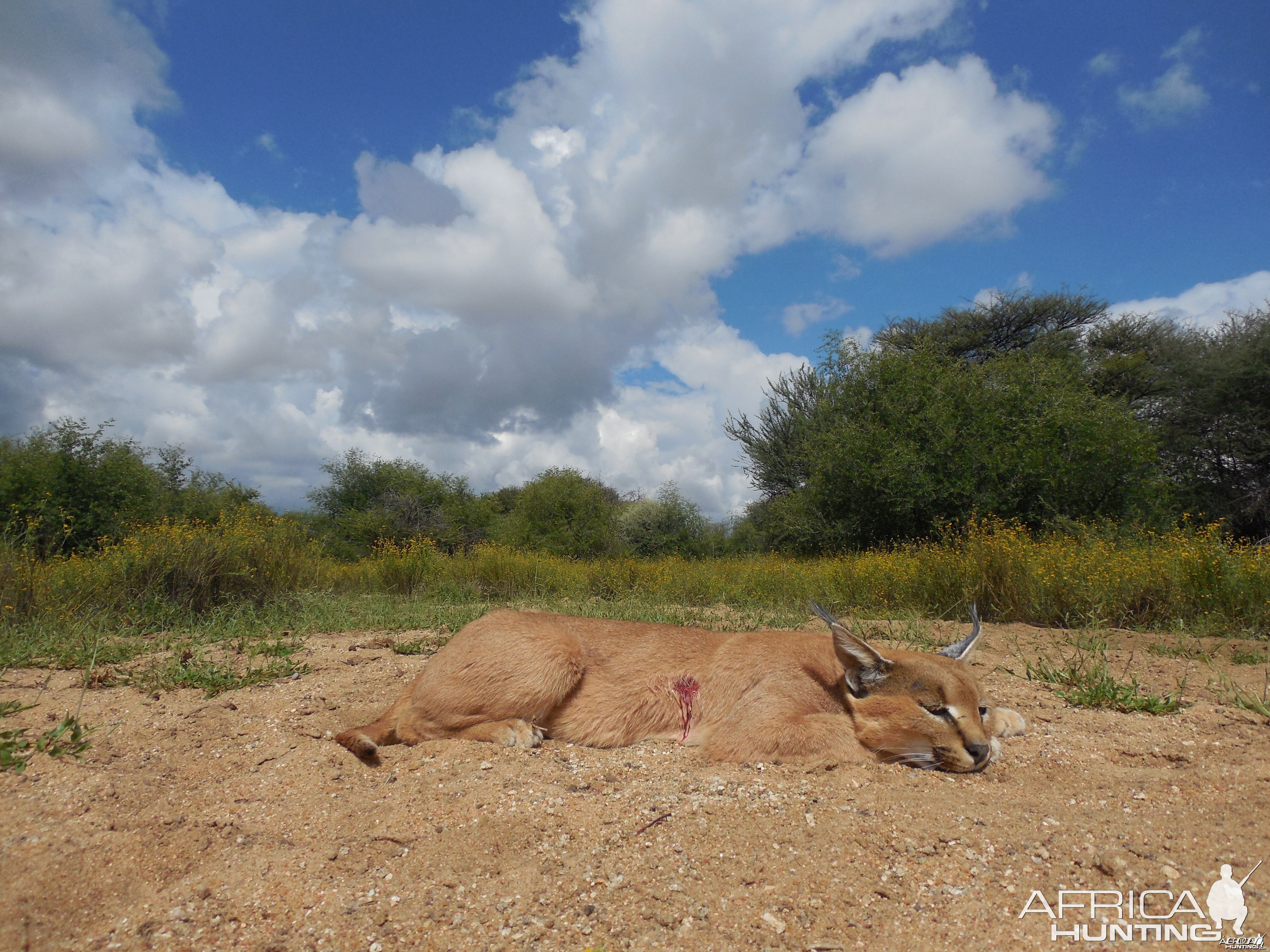 Caracal