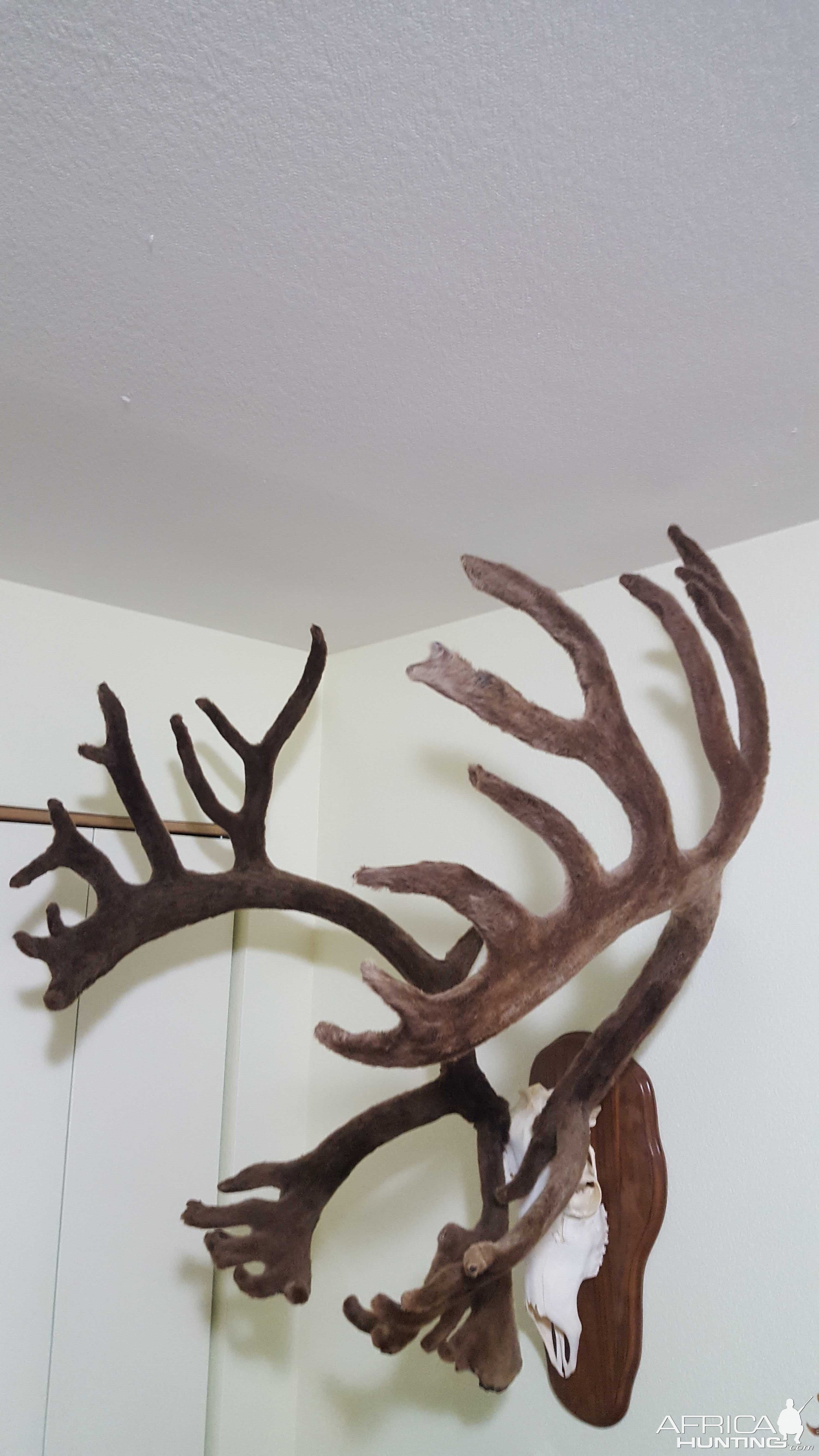 Caribou European Skull Mount Taxidermy