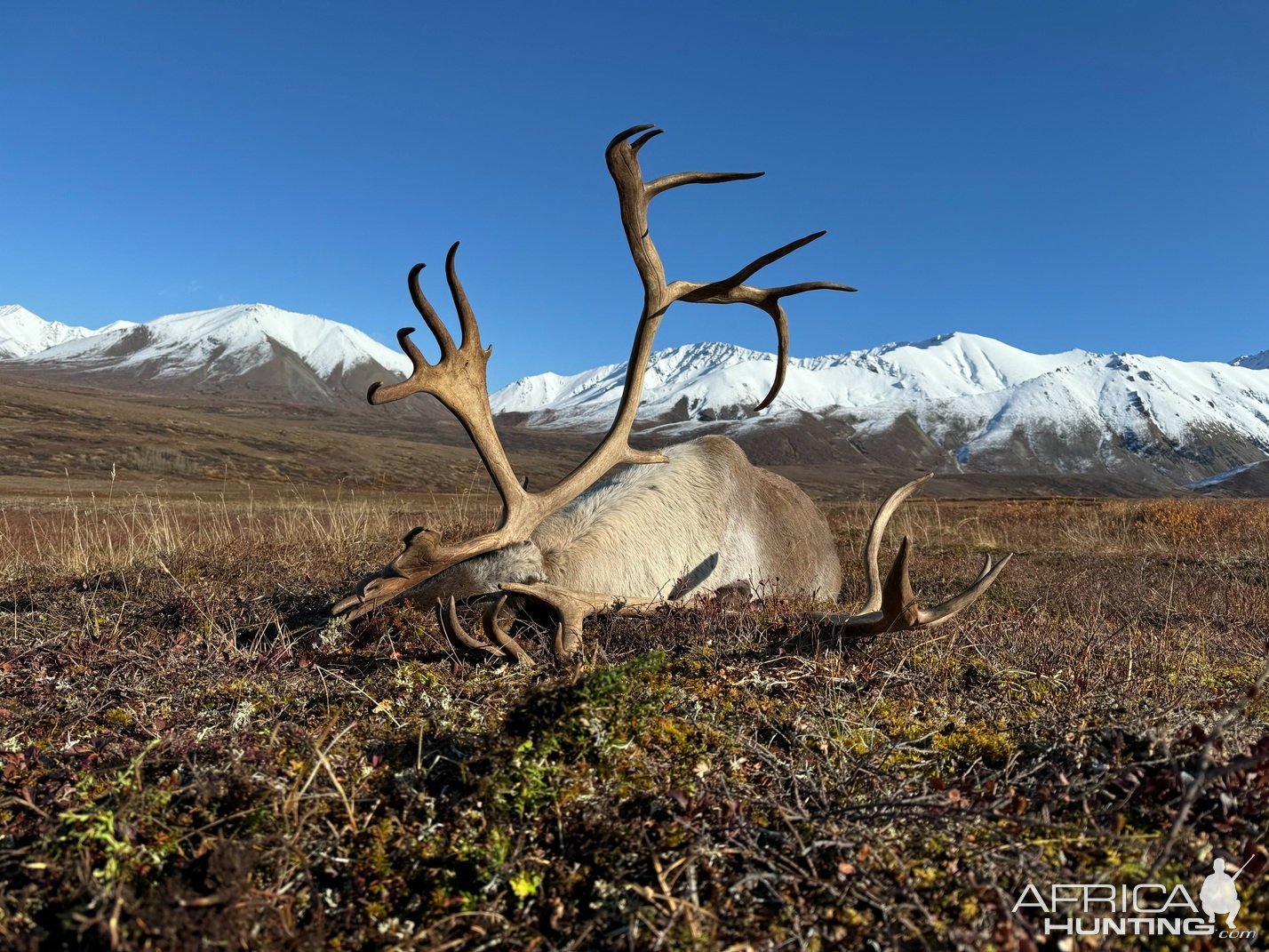 Caribou Hunt Alaska