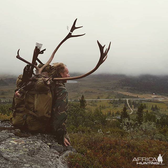 Caribou hunt