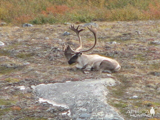 Caribou Northern Quebec Lac Minto area