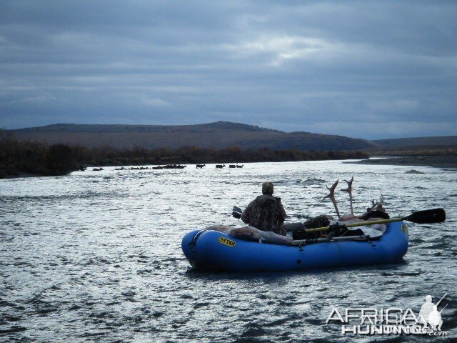 Caribou on the Anisak River