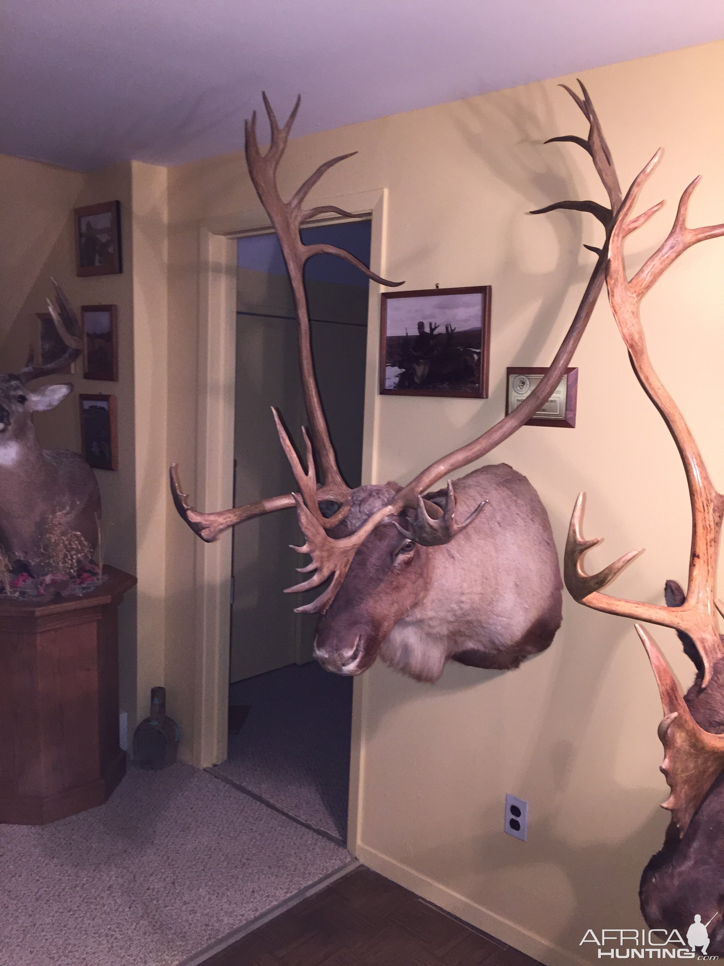 Caribou Shoulder Mount Taxidermy