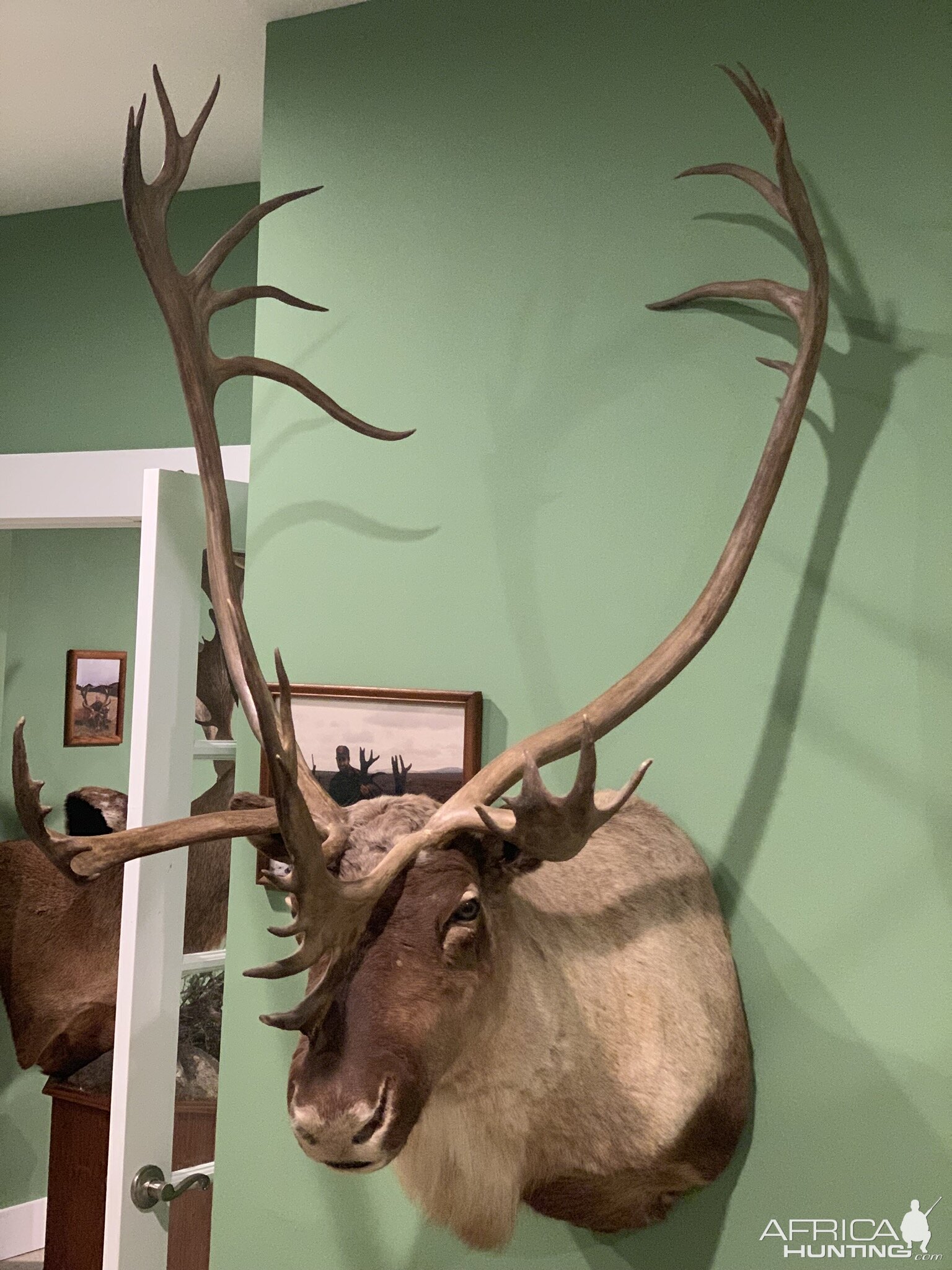 Caribou Shoulder Mount Taxidermy | AfricaHunting.com