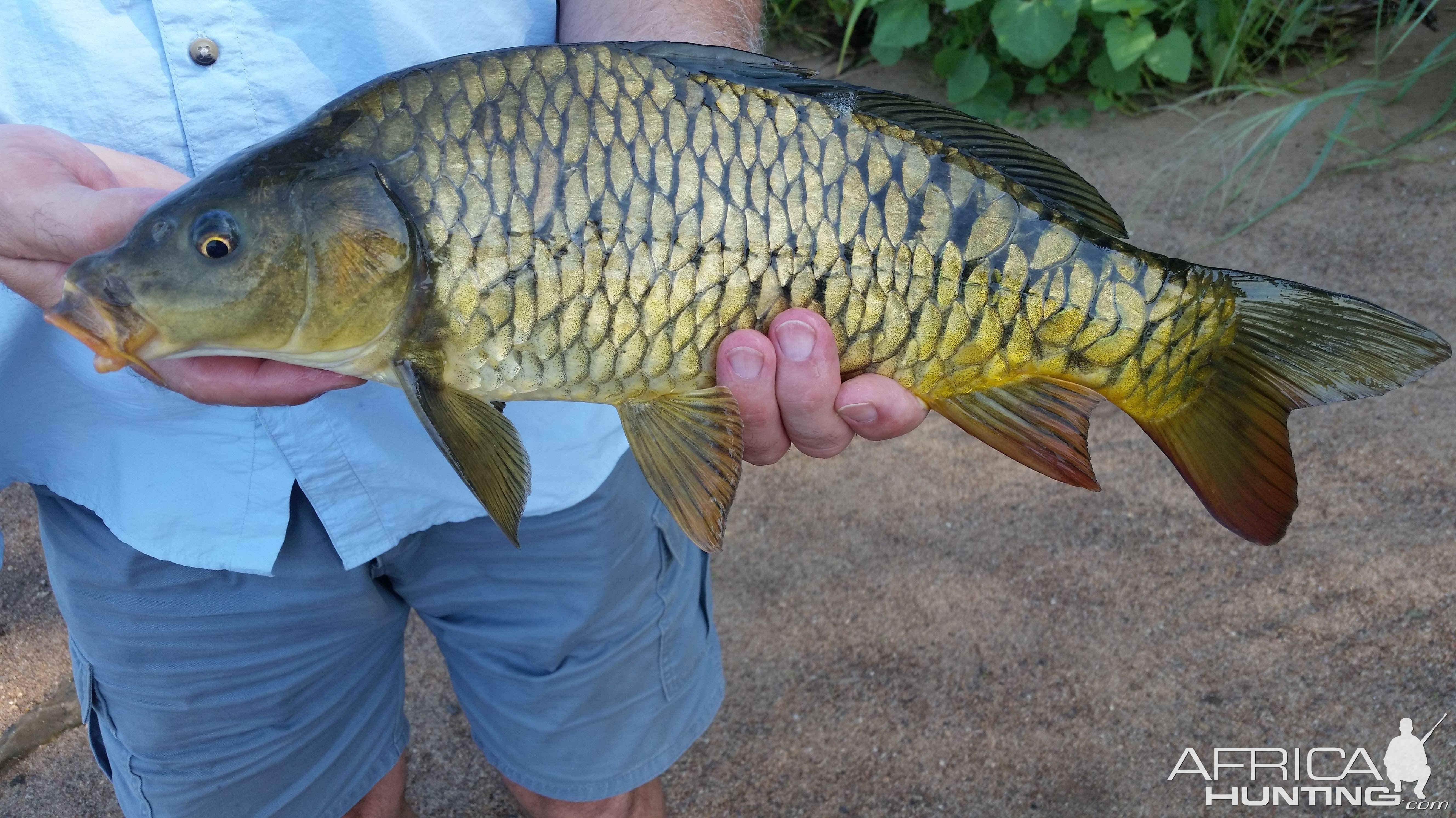 Carp Fishing Oklahoma