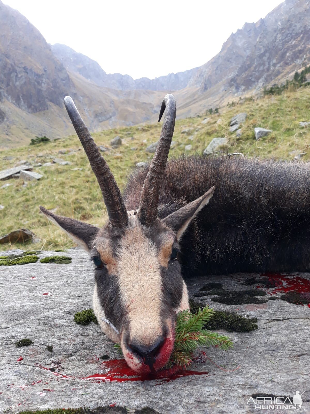 Chamois hunting in the Carpathians