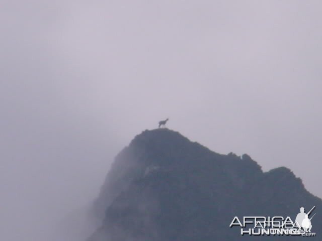 Carpathian Chamois in Romania