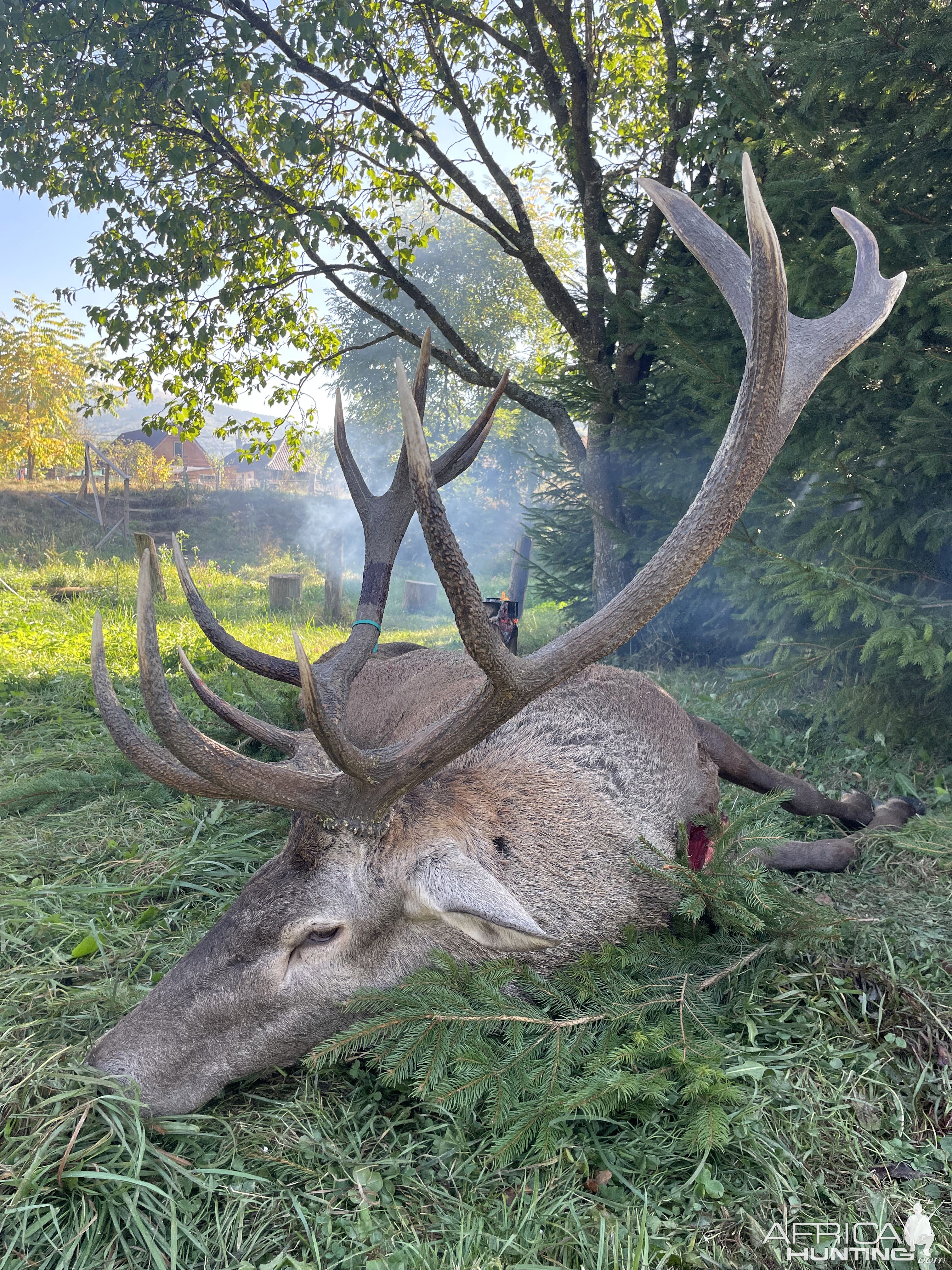 Carpathian Red Stag Hunt Romania