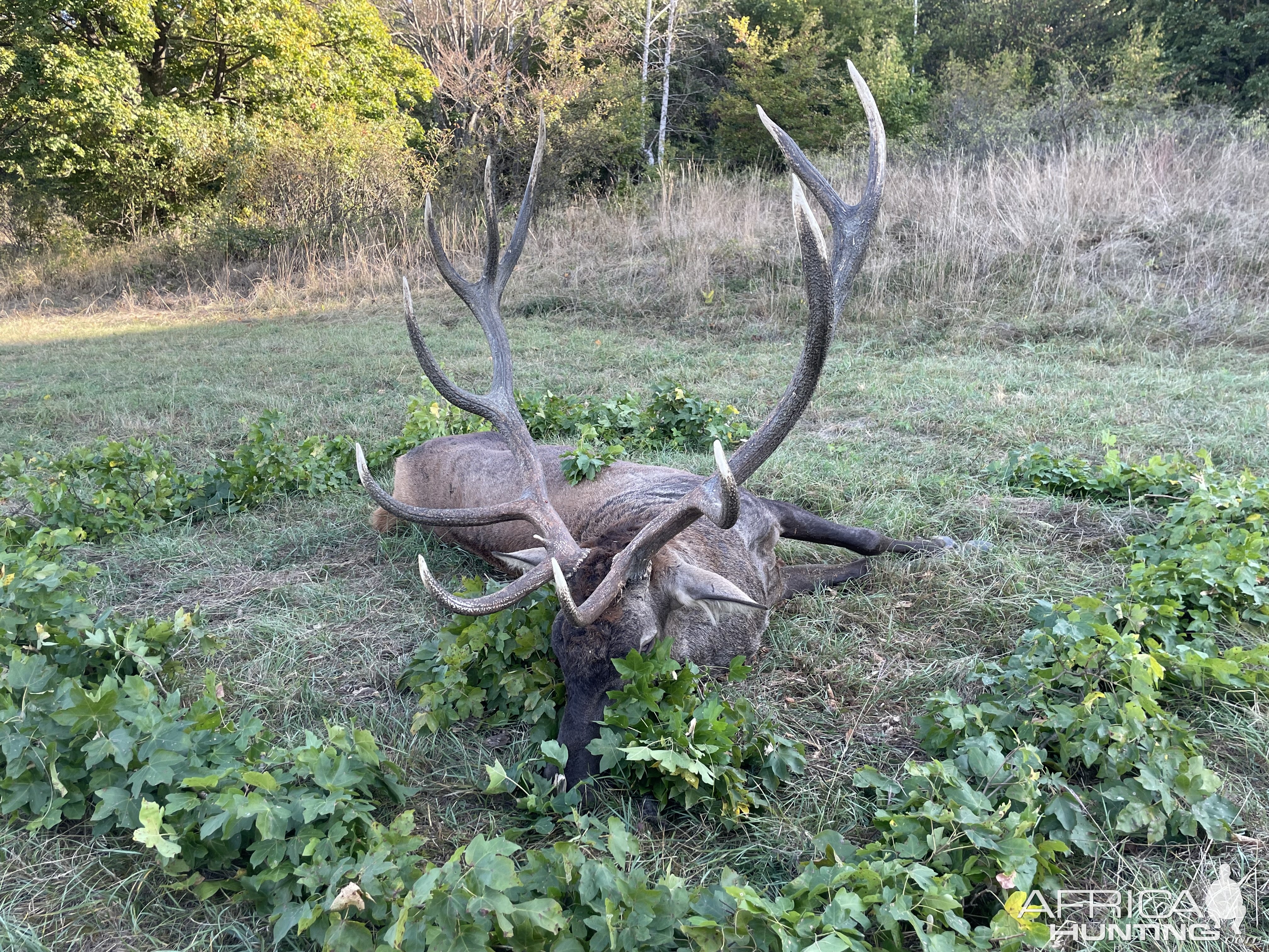 Carpathian Red Stag Hunt Romania