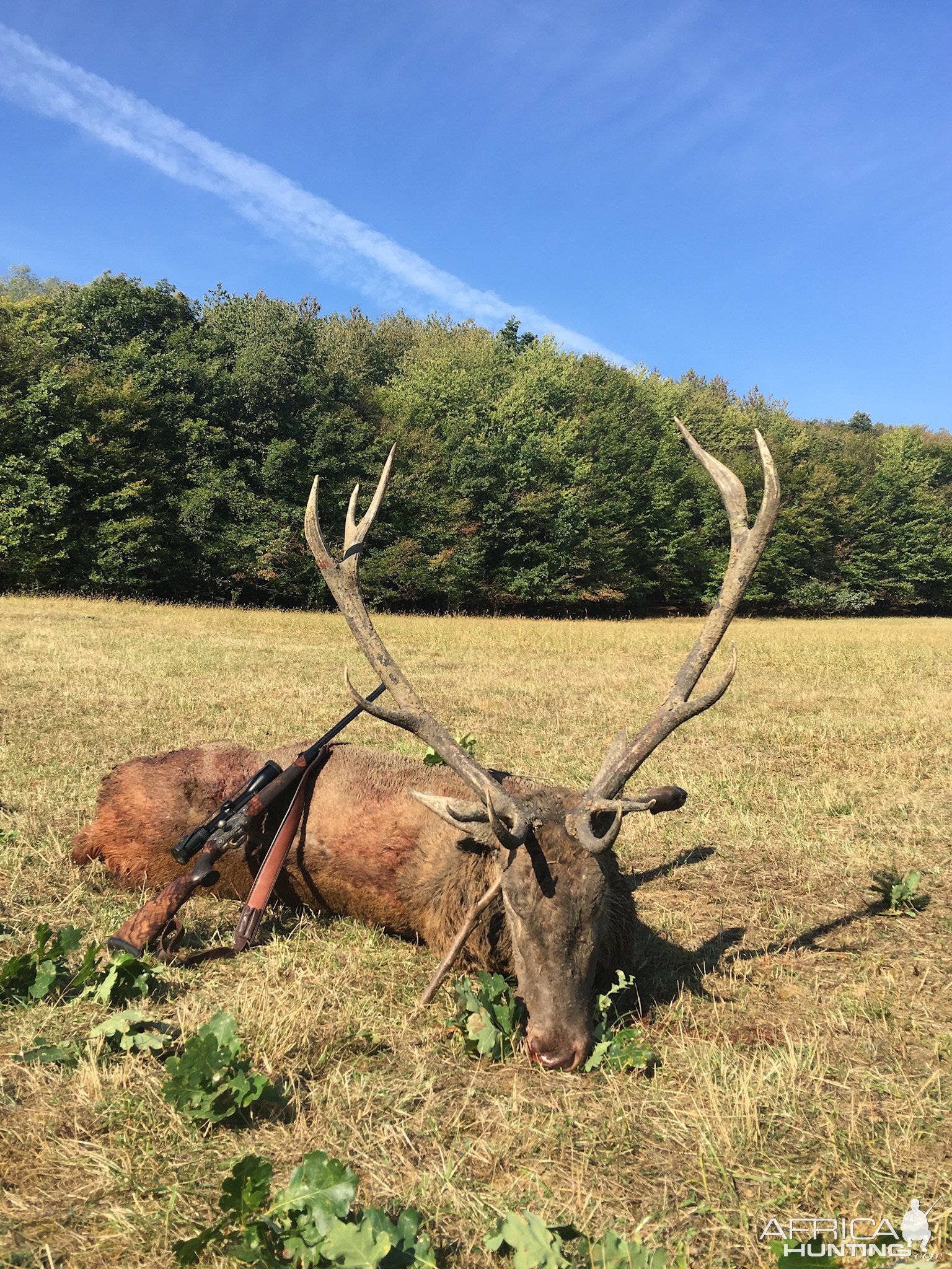 Carpathian red stag