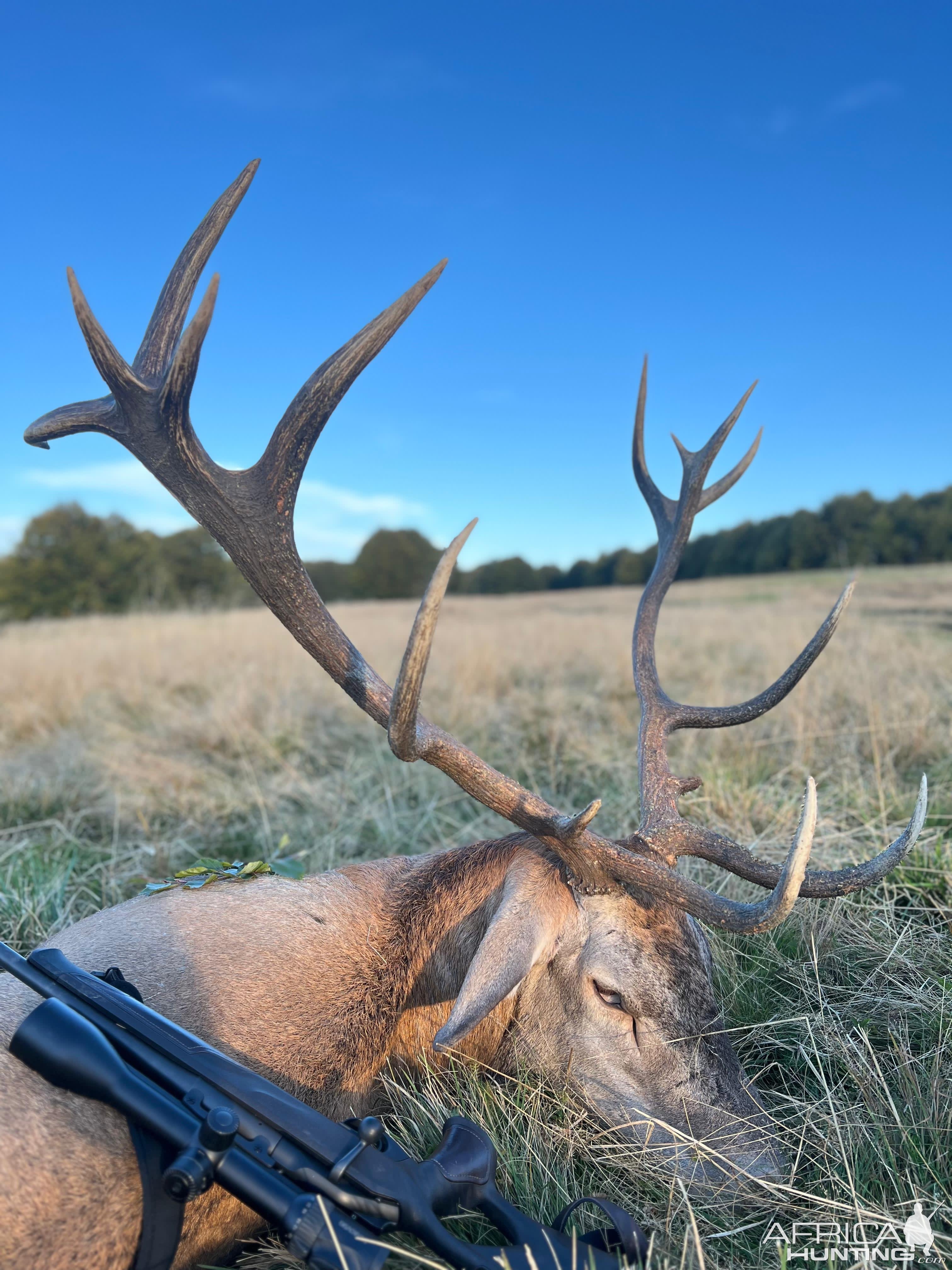 Carpathian Red Stag