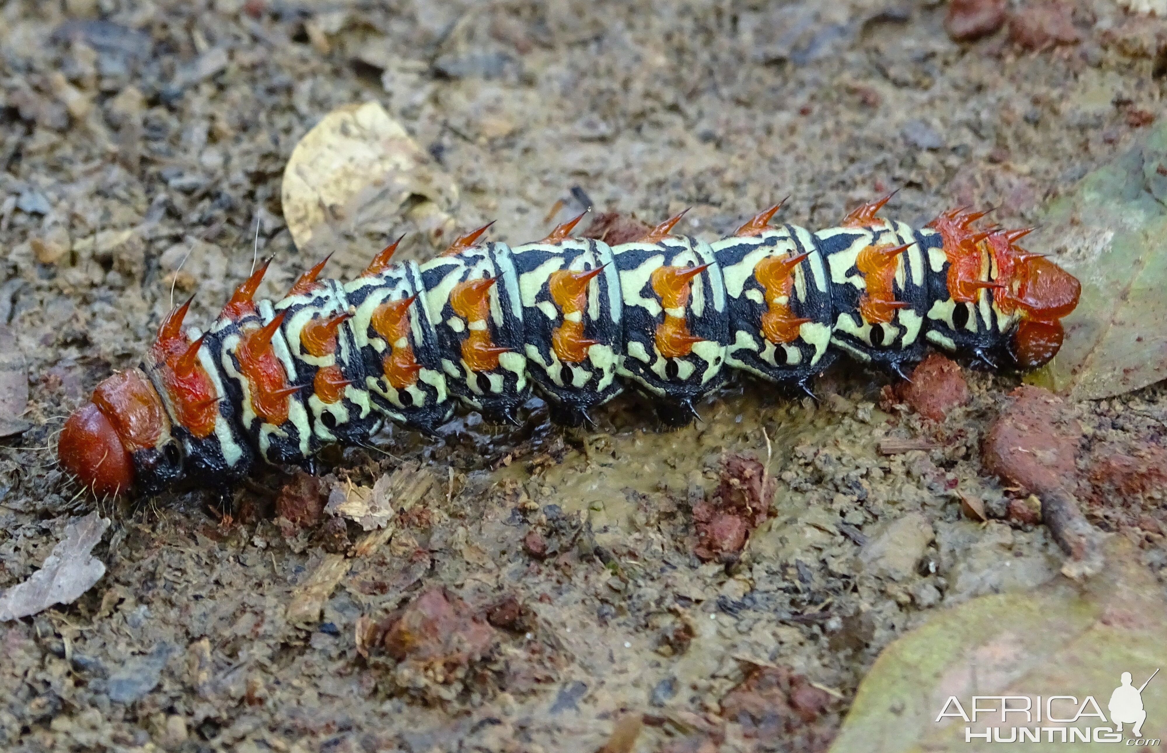 Caterpillar Congo