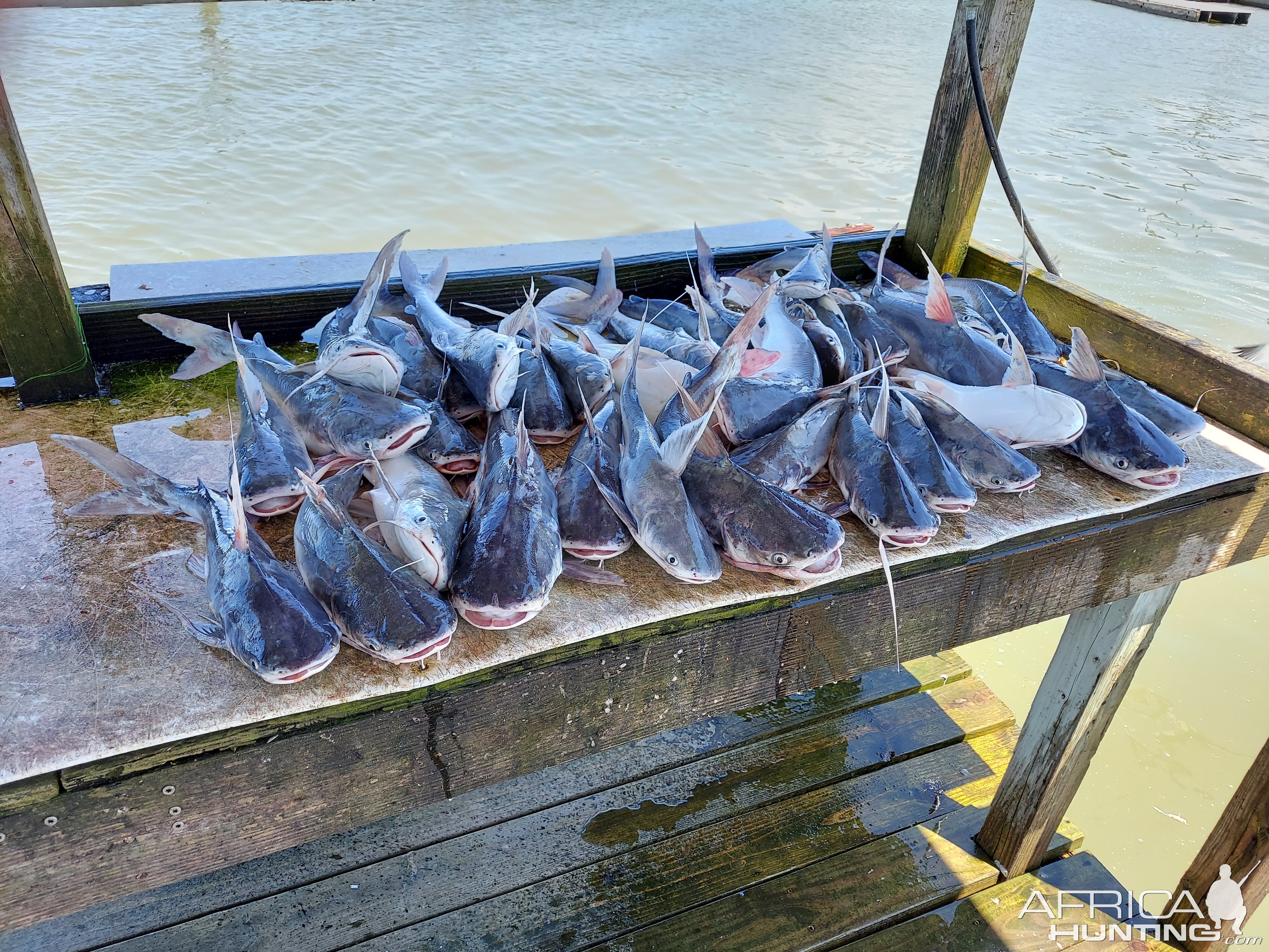 Catfish Fishing