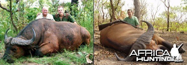 Central African Buffalo