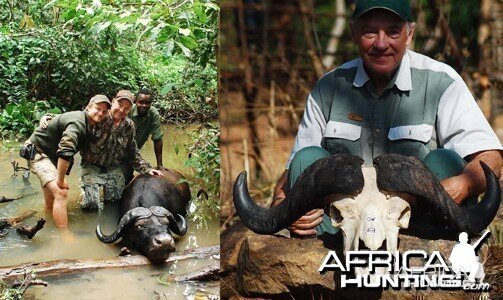 Central African Buffalo