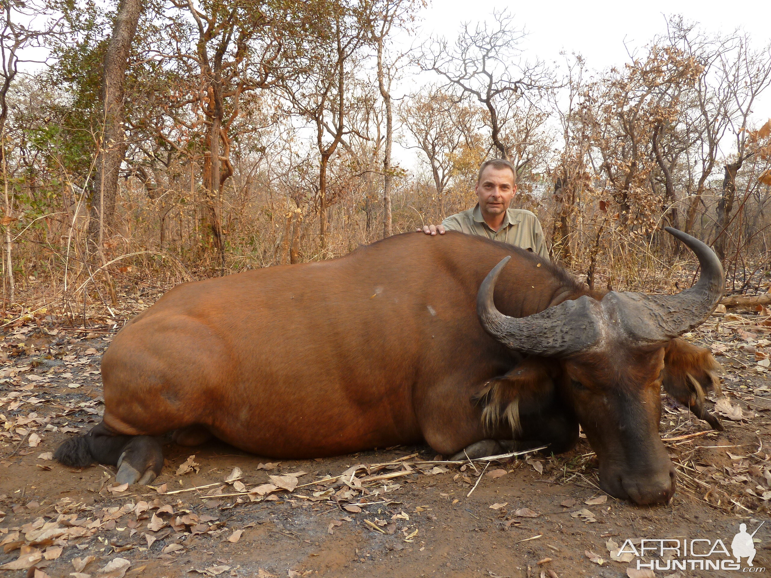 Central African Savannah Buffalo hunted in Central Africa with Club Faune