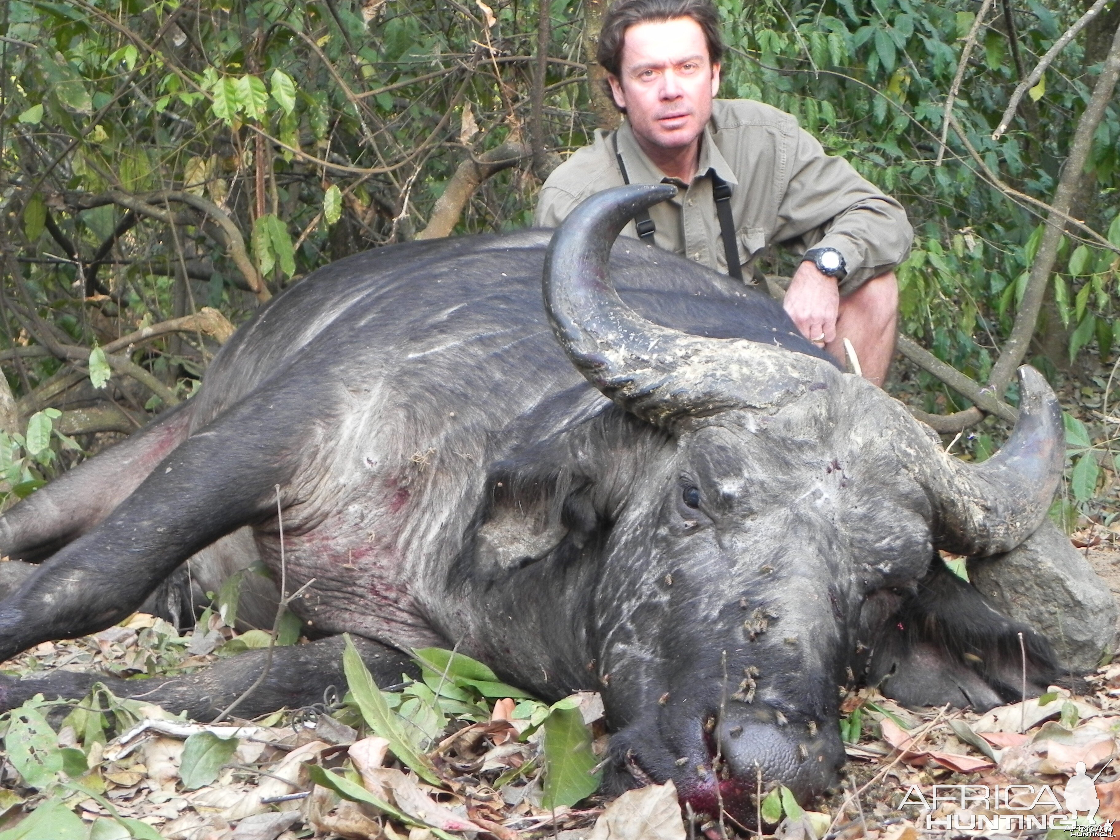 Central African Savannah Buffalo hunted in Central Africa with Club Faune