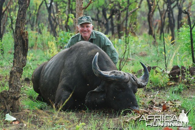 Central African Savannah Buffalo shot at CAWA-Safari