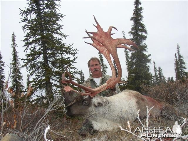 Central Canada Barren Ground Caribou