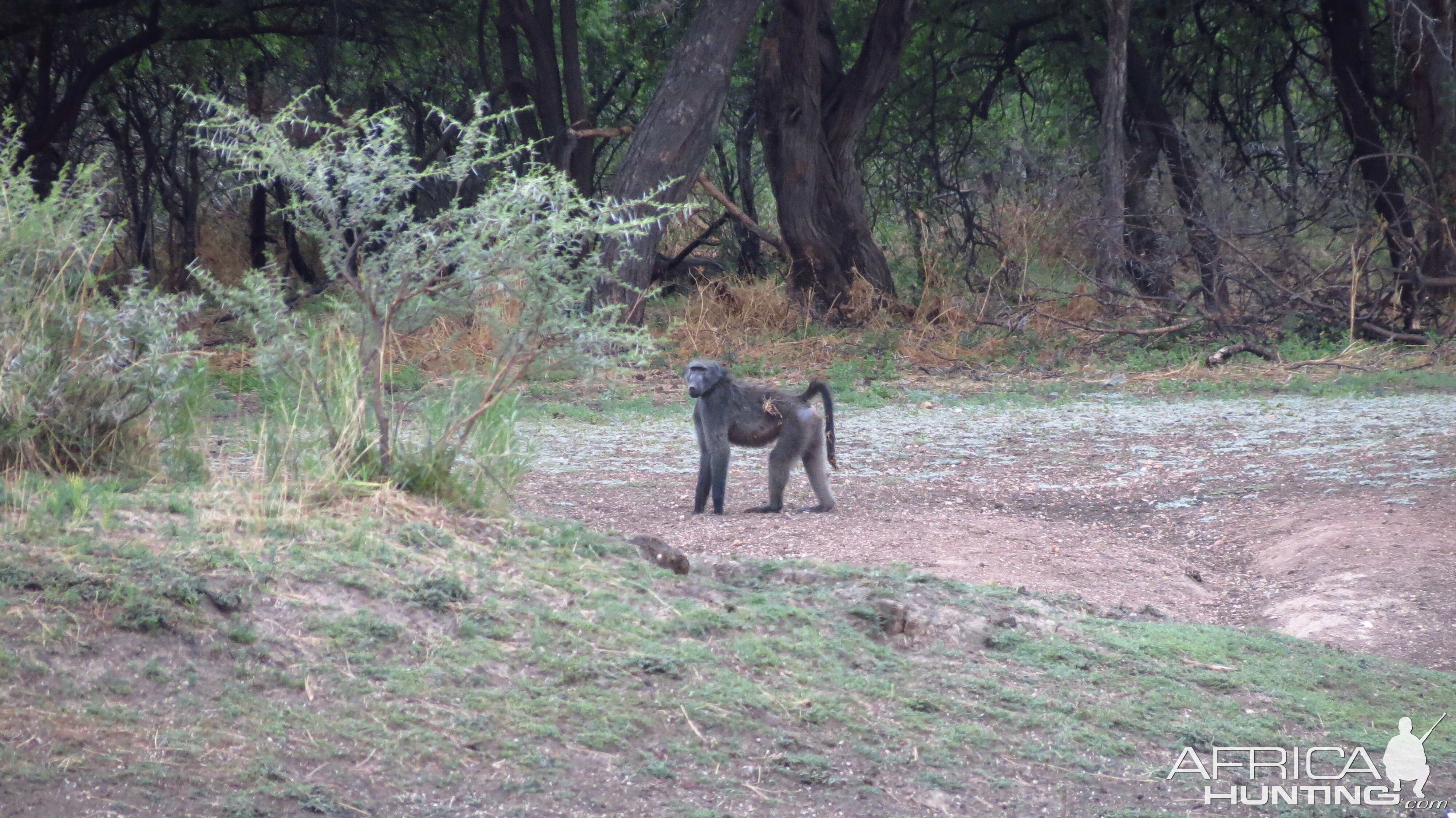 Chacma Babbon Namibia