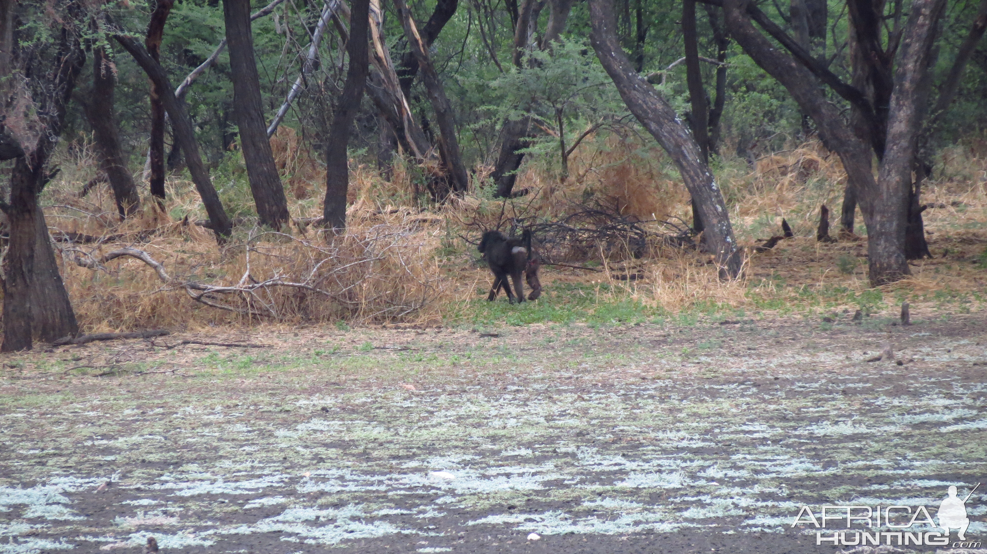 Chacma Babbon Namibia