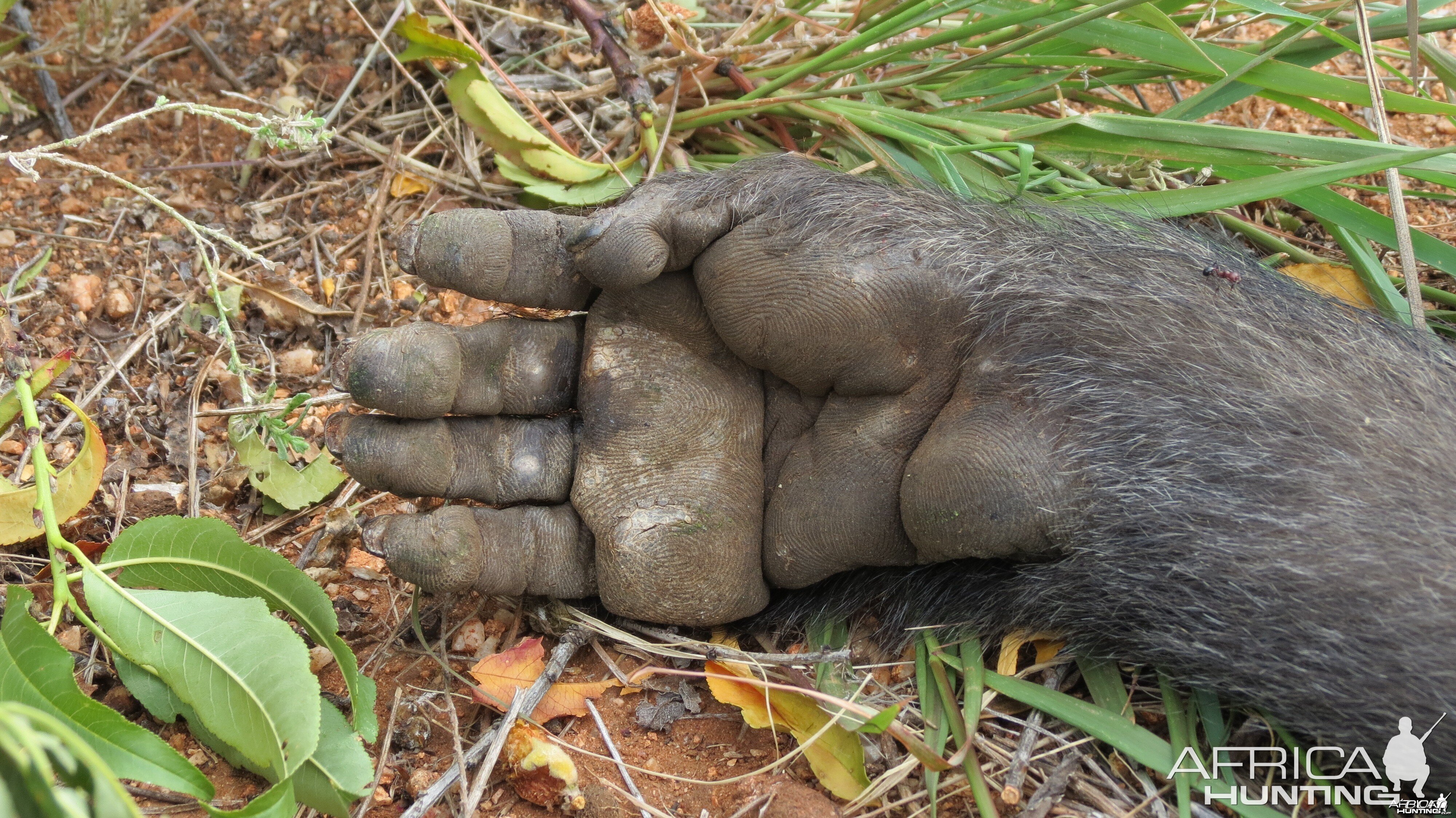 Chacma Baboon Hand Namibia