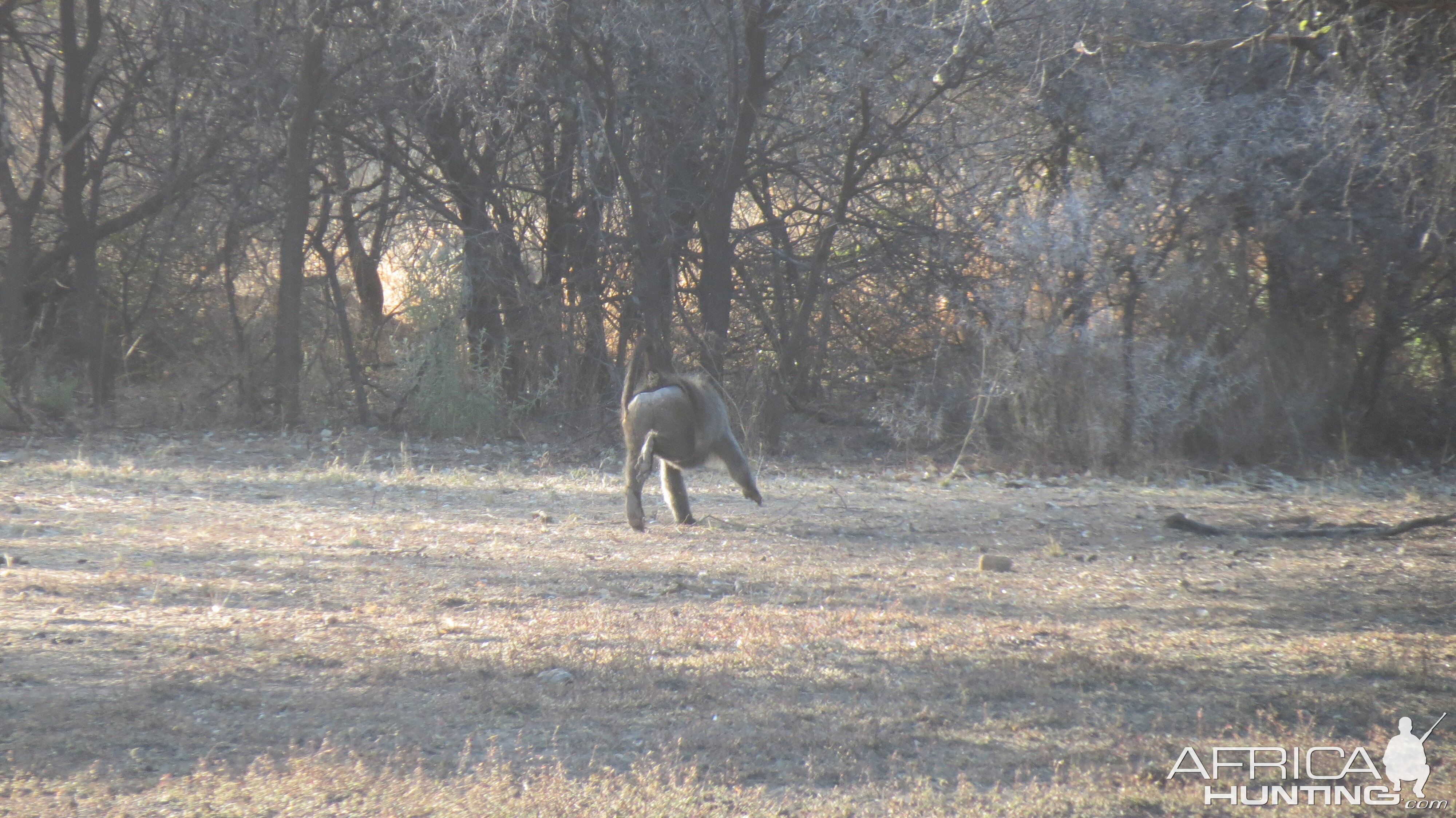 Chacma Baboon Namibia