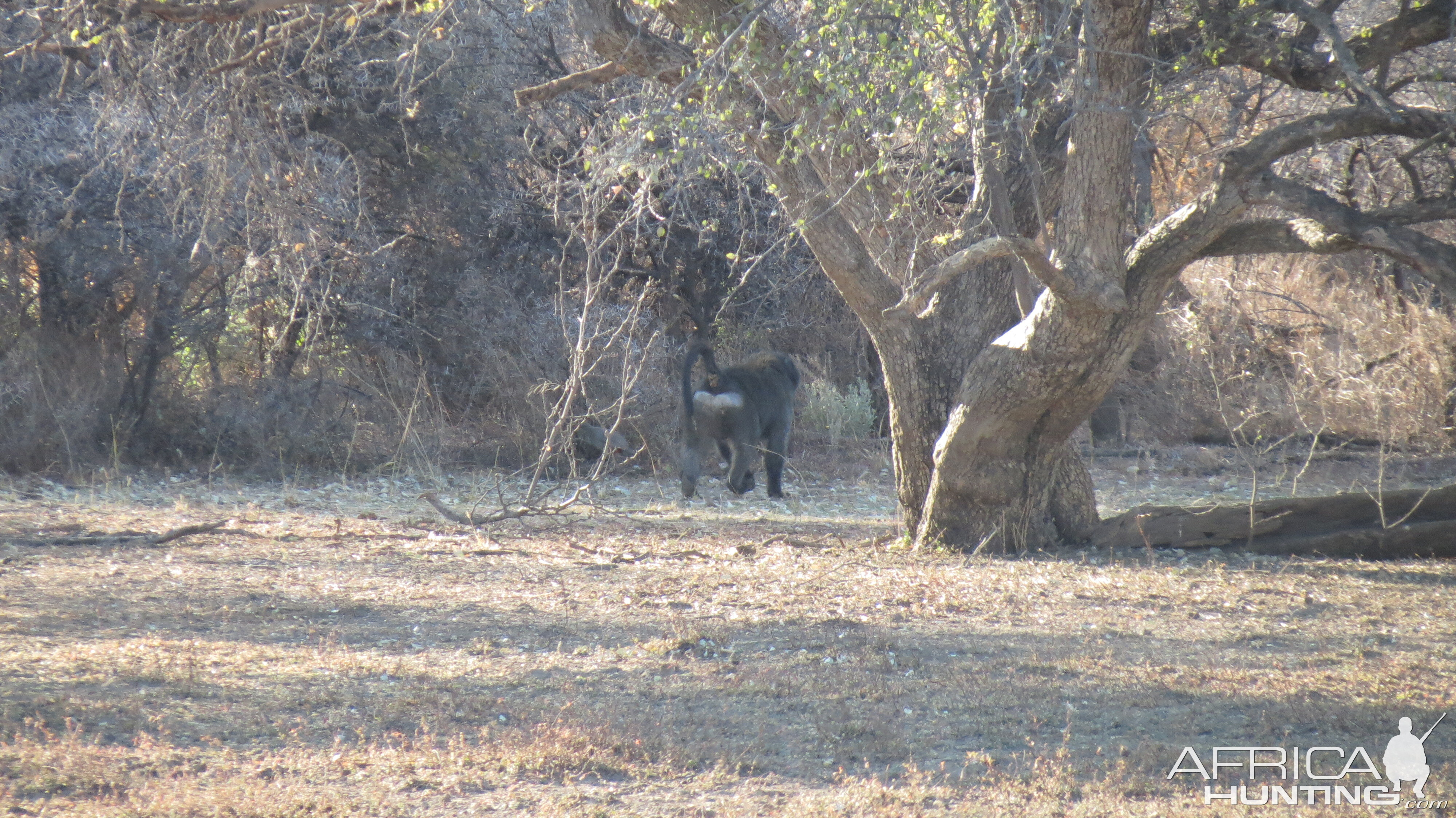 Chacma Baboon Namibia