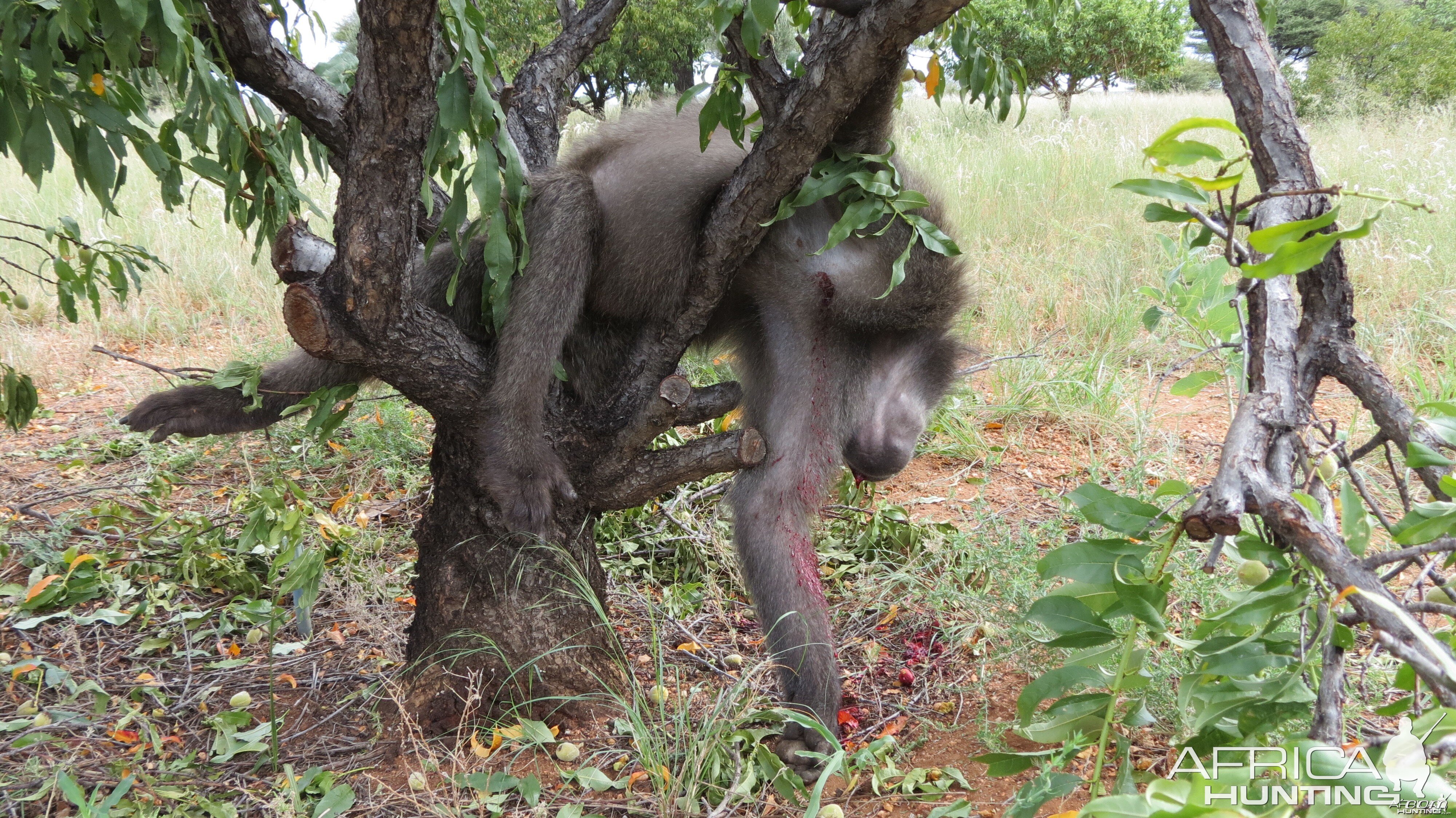 Chacma Baboon Namibia